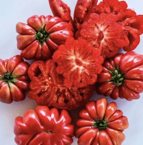 Tomato - Mushroom Basket (3.25" pot)
